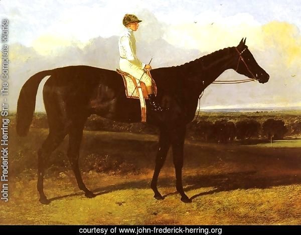 "Jonathan Wild", a drak bay Race Horse, at Goodwood, T. Ryder up
