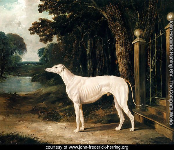 Vandeau, A White Greyhound