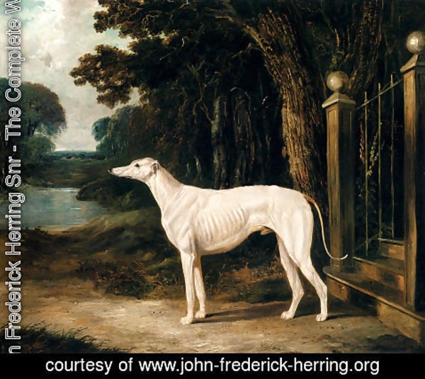 John Frederick Herring Snr - Vandeau, A White Greyhound