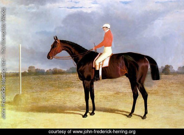 A Dark Bay Racehorse with Patrick Connolly Up