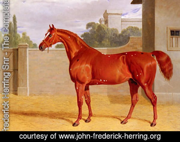 John Frederick Herring Snr - "Comus" A Chestnut Racehorse in a Stable Yard