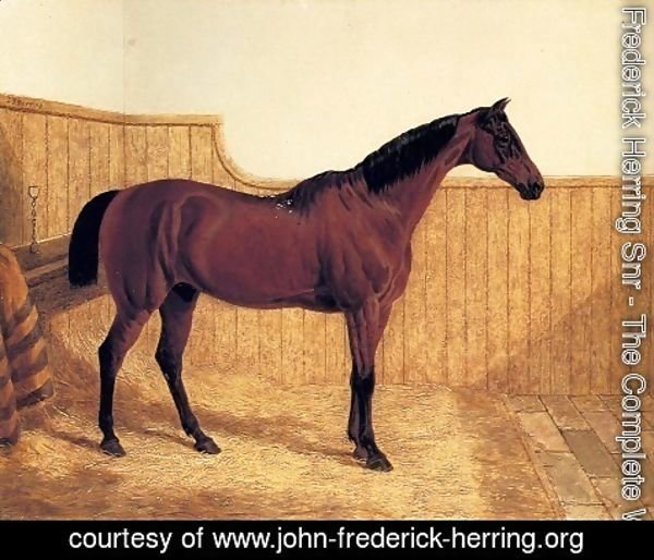 John Frederick Herring Snr - A Bay Hunter In A Loose-Box
