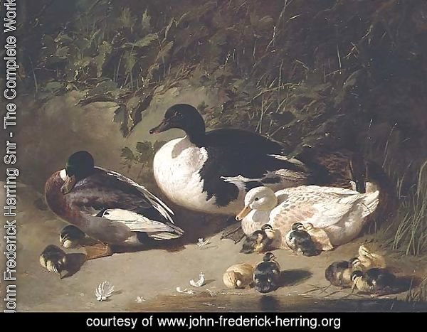 Ducks and Ducklings by a Pond