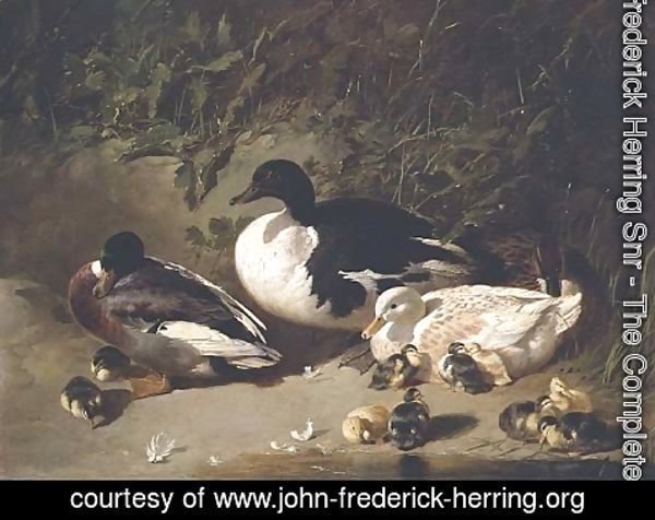 John Frederick Herring Snr - Ducks and Ducklings by a Pond