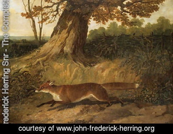 John Frederick Herring Snr - Fox on the run