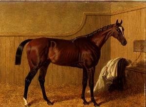 'Touchstone', a bay racehorse in a loosebox