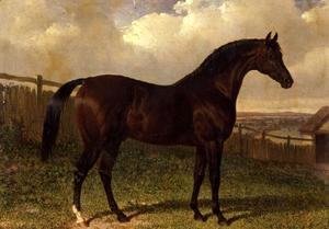 John Frederick Herring Snr - 'Emilius', a bay racehorse in a paddock