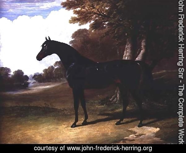 Gaucus, a dark bay horse in a wooded landscape