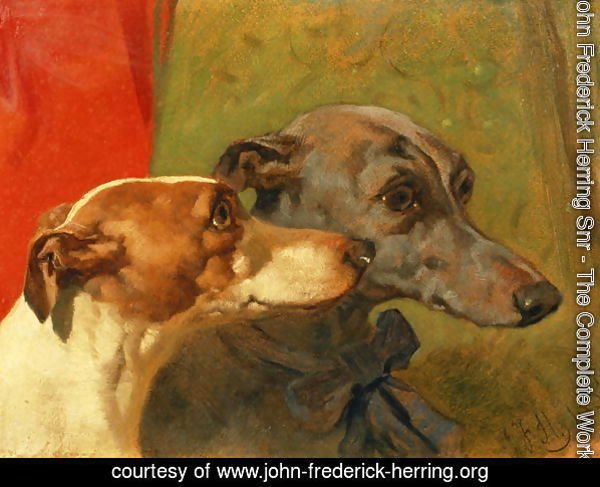 The Greyhounds 'Charley' and 'Jimmy' in an Interior