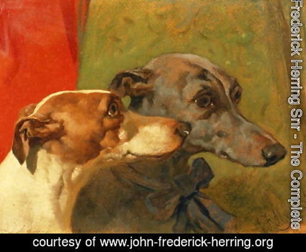 John Frederick Herring Snr - The Greyhounds 'Charley' and 'Jimmy' in an Interior
