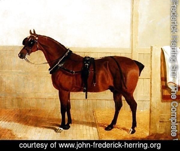 John Frederick Herring Snr - Prize Shire Horse in Harness, 1835