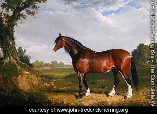 A Clydesdale Stallion, 1820