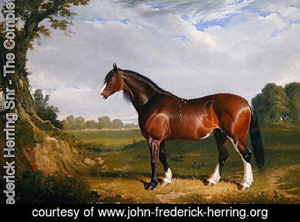 John Frederick Herring Snr - A Clydesdale Stallion, 1820