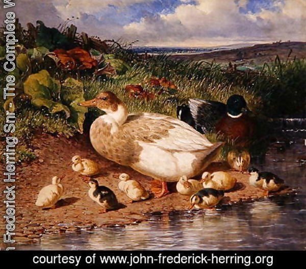John Frederick Herring Snr - Ducks by a Stream, 1863