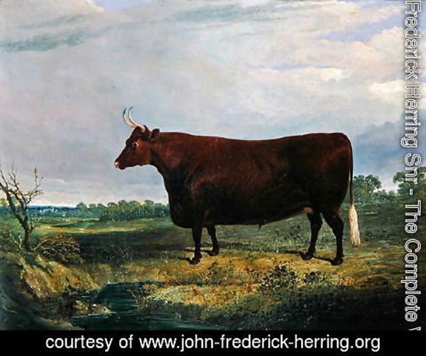 John Frederick Herring Snr - Portrait of a Brown Bull, 1831