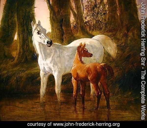 Mare and Foal startled while watering in a Stream, 1854