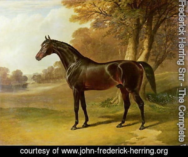 John Frederick Herring Snr - 'Glaucus'