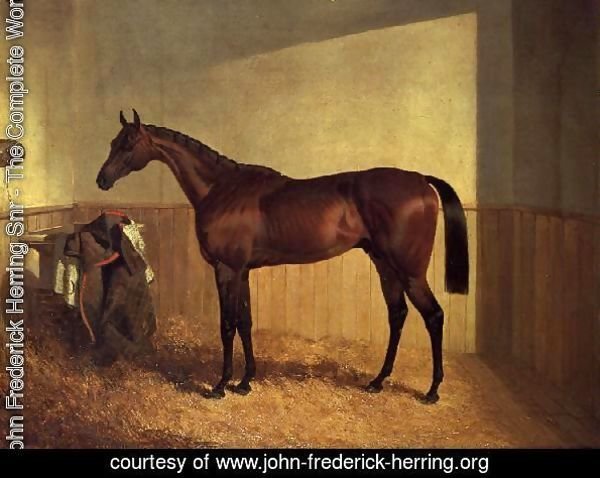 'The Merry Monarch', a bay racehorse, in a loosebox