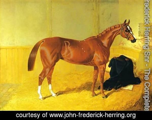 John Frederick Herring Snr - Our Nell, A Bay Racehorse in a Stable