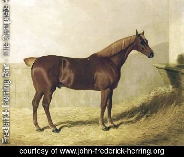 John Frederick Herring Snr - A Chestnut Horse in a Stable