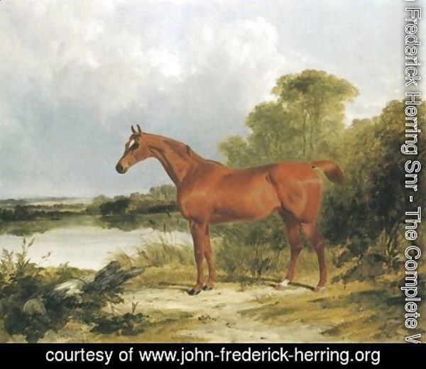 John Frederick Herring Snr - A Chestnut Hunter 1838