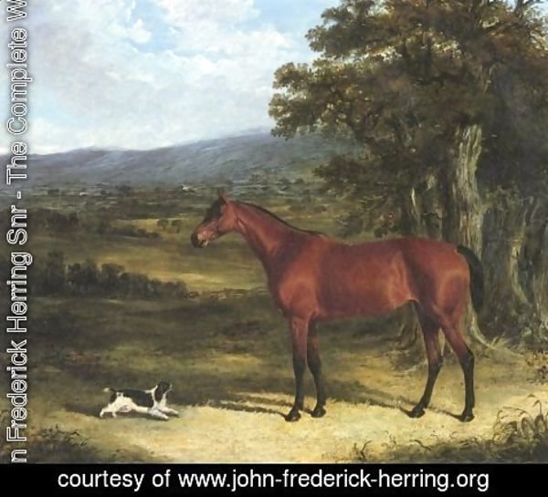 John Frederick Herring Snr - Bay And Spaniel In Landscape 1830