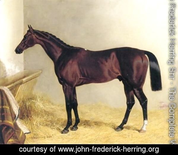 John Frederick Herring Snr - Bay Colt Don John 1838