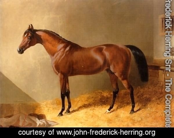 John Frederick Herring Snr - Bay Stallion in Stable