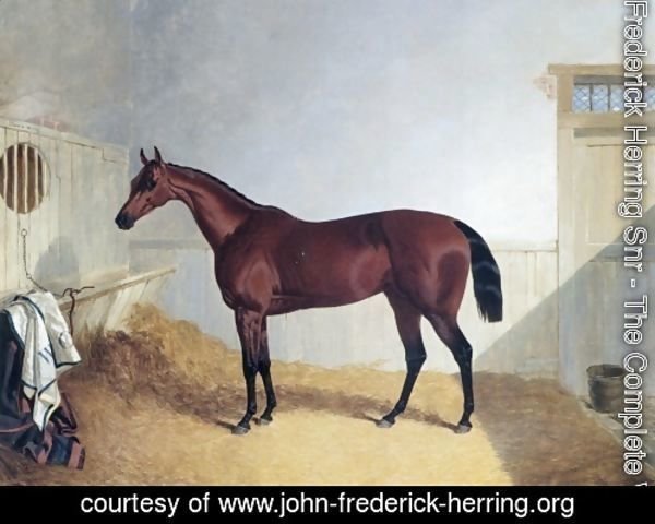 Beeswing A Dark Bay Racehorse 1842