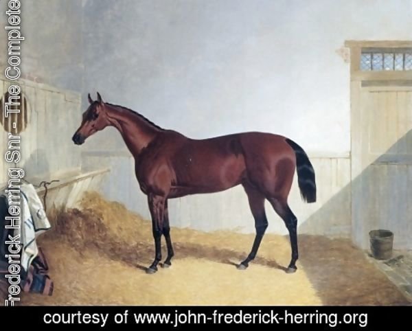 John Frederick Herring Snr - Beeswing A Dark Bay Racehorse 1842