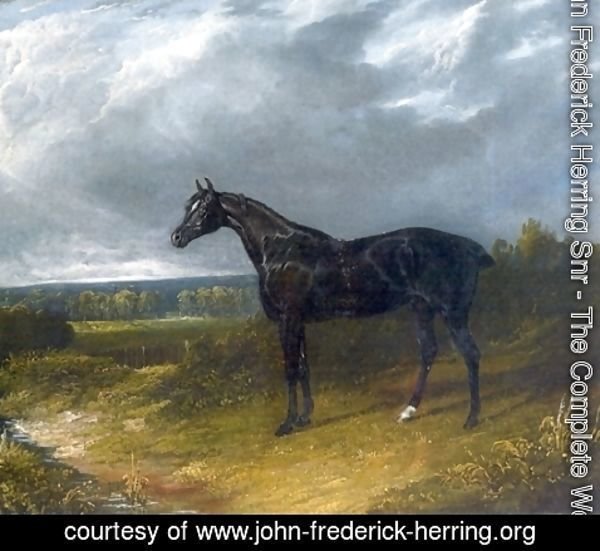 John Frederick Herring Snr - Black Stallion in a Field Horse