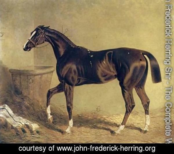 John Frederick Herring Snr - Camarine a Chestnut Racehorse in Stable