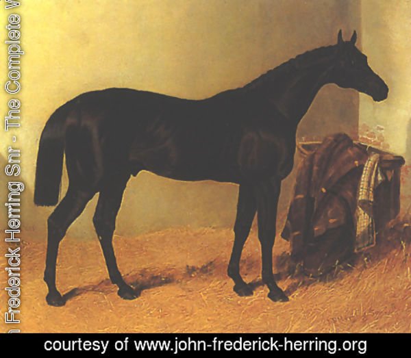 John Frederick Herring Snr - Charles XII by John F. Herring Senior