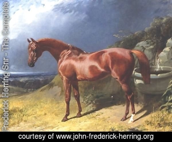 John Frederick Herring Snr - Chestnut A Racehorse