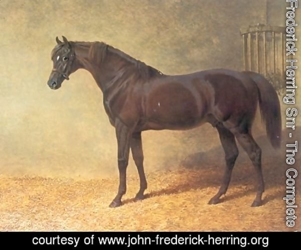 John Frederick Herring Snr - Chestnut Colt Gladiator in Stable 1844
