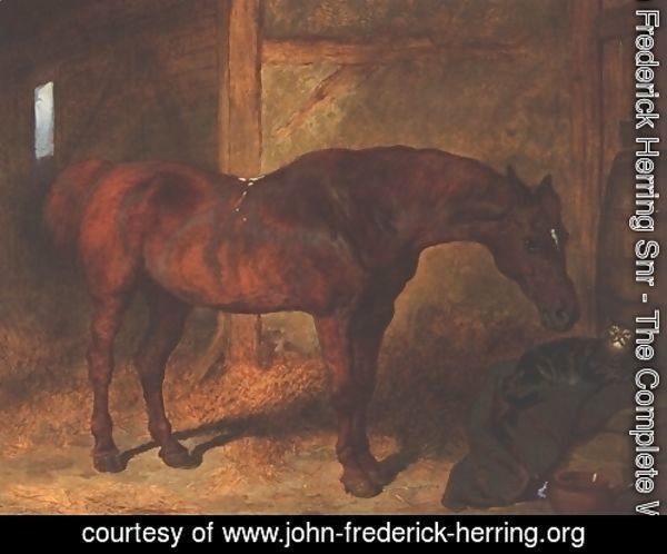 Chestnut Hunter and Cat in Stable