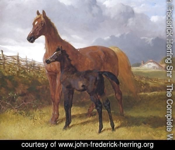 Chestnut Mare And Foal