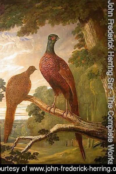 Cock and Hen Pheasant on a Roost