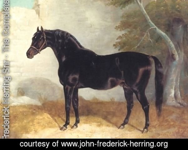 John Frederick Herring Snr - Dark Bay Racehorse in Courtyard