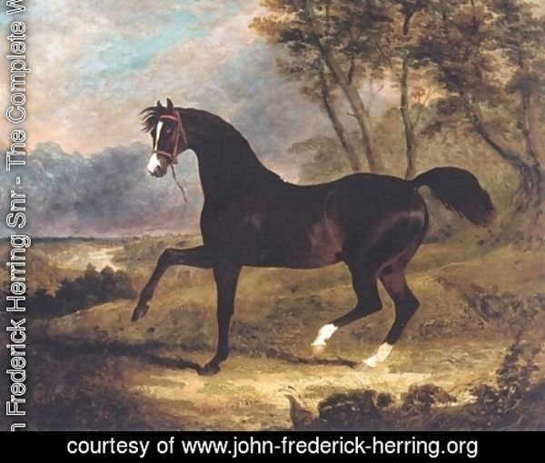 Dark Bay Racehorse in Landscape