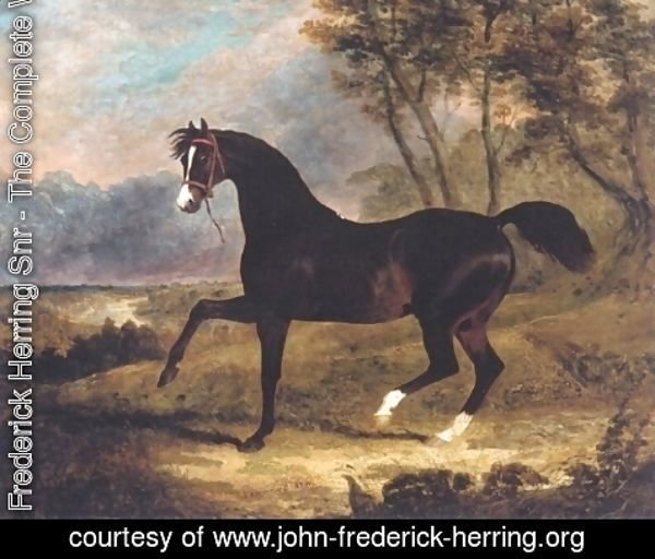 John Frederick Herring Snr - Dark Bay Racehorse in Landscape