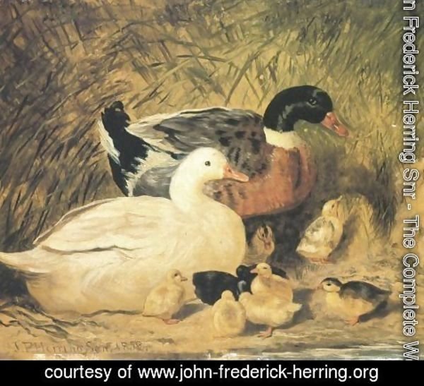 John Frederick Herring Snr - Ducks And Ducklings 2