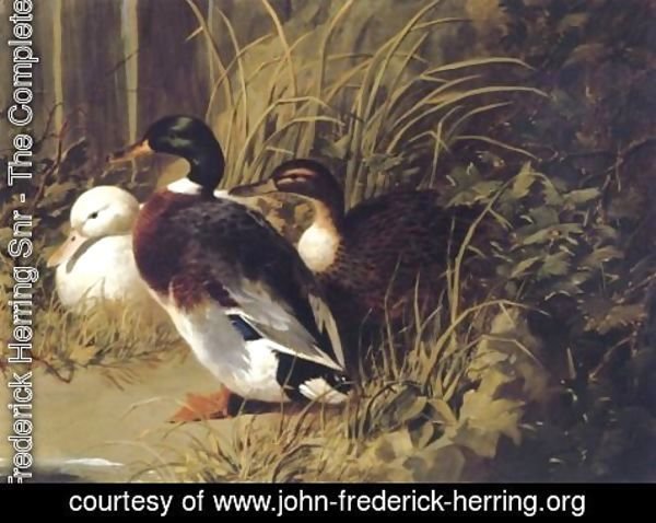 John Frederick Herring Snr - Ducks By A River Bank 1845