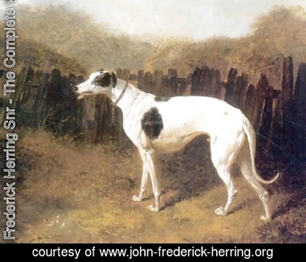 John Frederick Herring Snr - Greyhound by a Fence