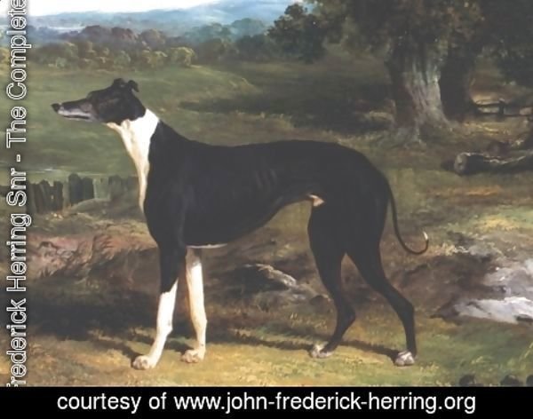 John Frederick Herring Snr - Greyhound