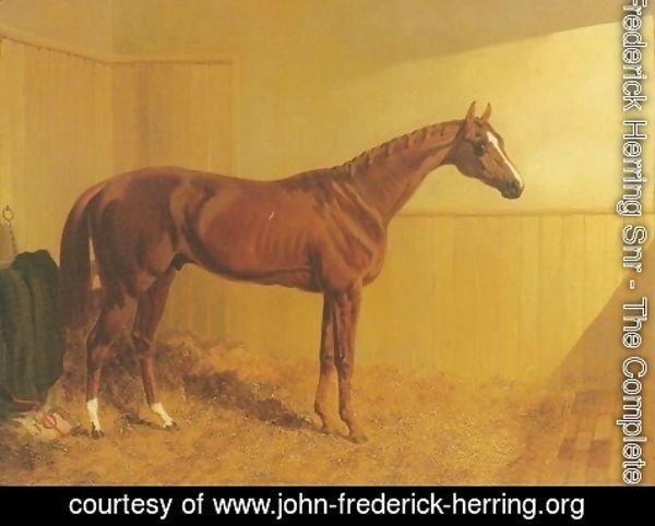 John Frederick Herring Snr - Grimston A Chestnut Racehorse