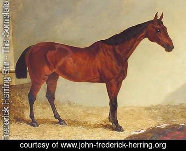 John Frederick Herring Snr - Gypsy, Bay Horse in a Stable