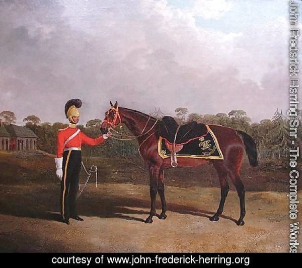 Robert Knox with his Charger, 6th Dragoon Guards (Caribineers)
