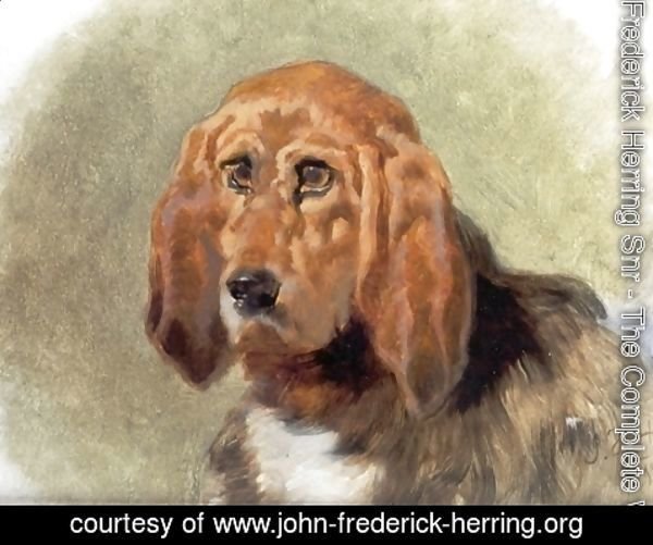 John Frederick Herring Snr - Study of a Hound
