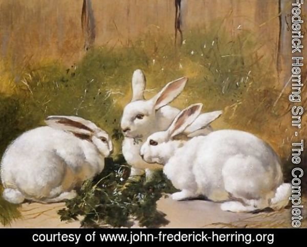 John Frederick Herring Snr - Three White Rabbits 1851